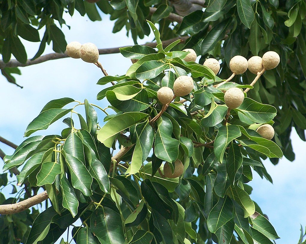 Khaya senegalensis